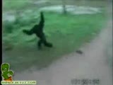 Monkey bitching with a dog