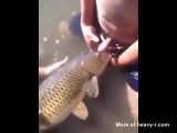 2 Guys Fucking A Fish - Carp Videos