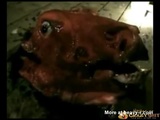Psycho Tranny Fucks Dead Horse Head - Tranny Videos