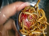 Feeding Mealworms On My Cock - Mealworms Videos