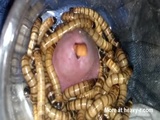 Worms Eating Cock - BDSM Videos
